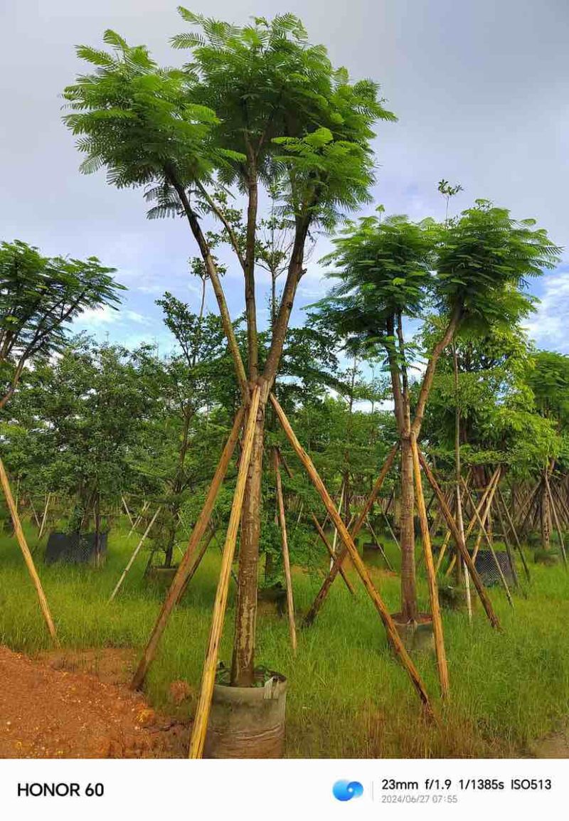 骨架凤凰木15～18公分基地直发大小规格齐全品质保证欢