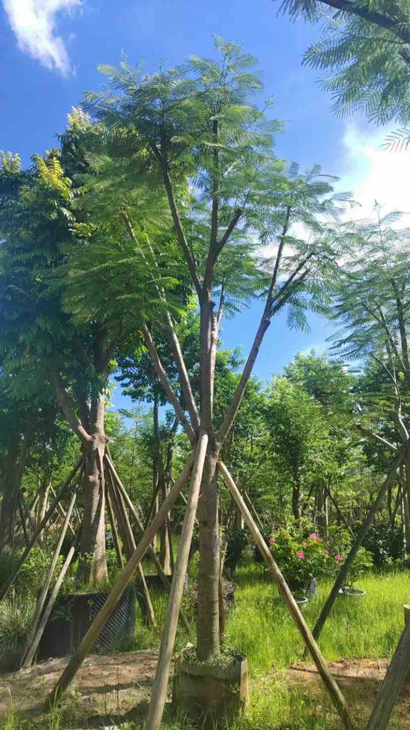 骨架凤凰木15～18公分基地直发大小规格齐全品质保证欢