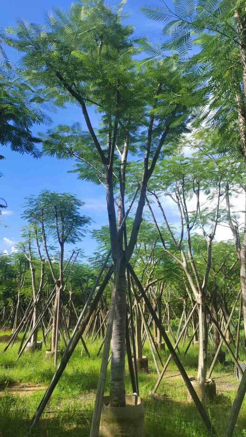 骨架凤凰木15～18公分基地直发大小规格齐全品质保证欢