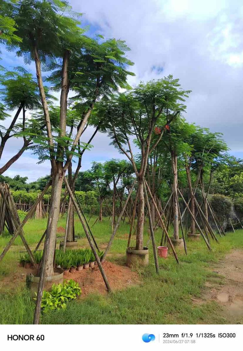 骨架凤凰木15～18公分基地直发大小规格齐全品质保证欢