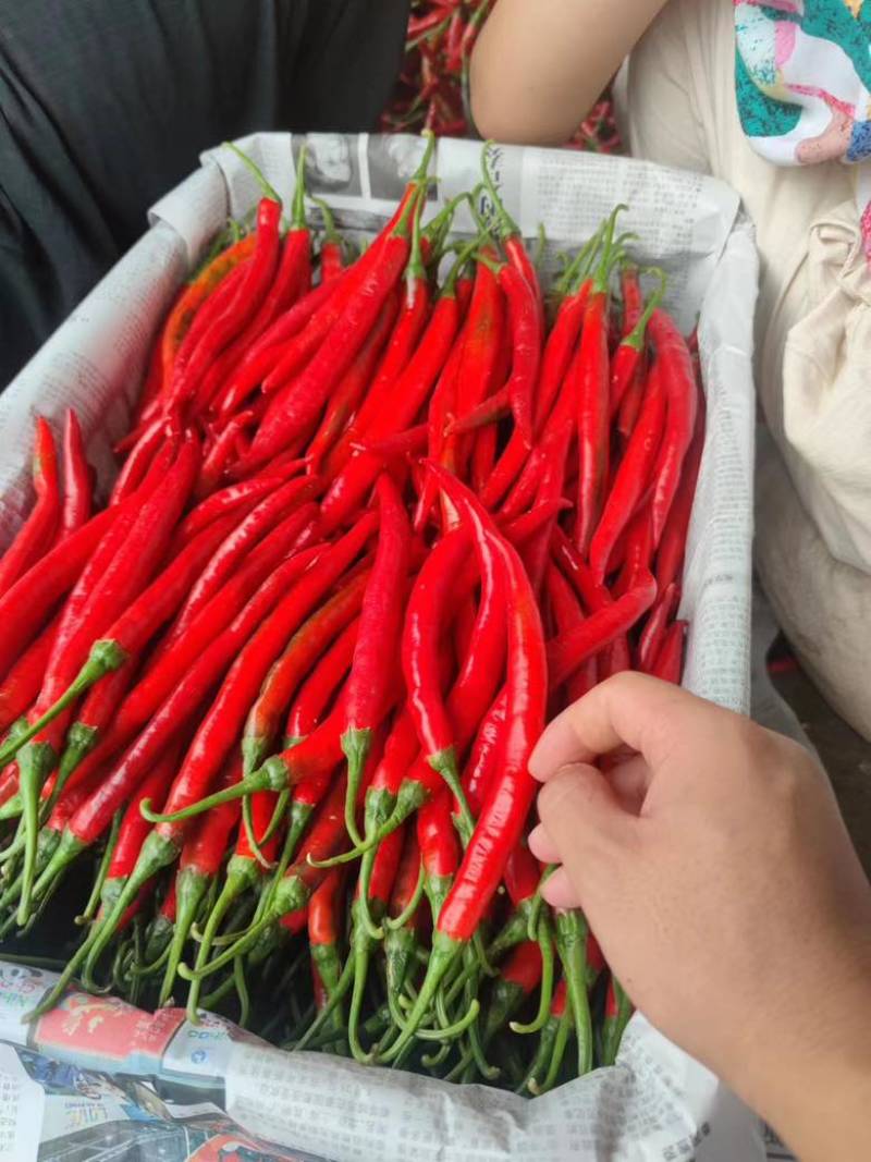红线椒大量有货价格美丽有需要的联系我