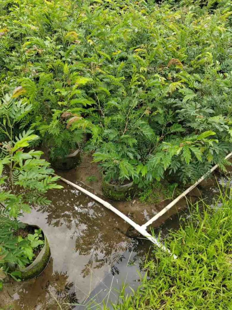 红绒球各种规格低价出售