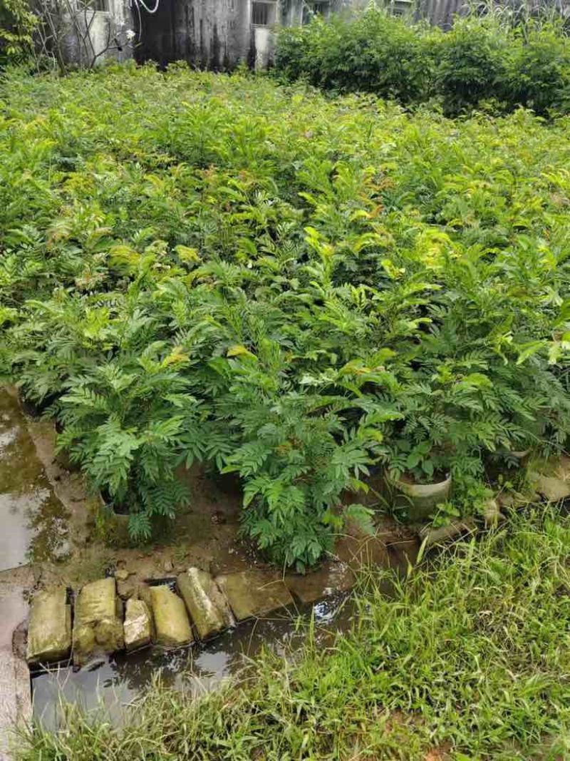 红绒球各种规格低价出售