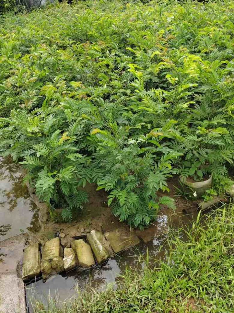 红绒球各种规格低价出售