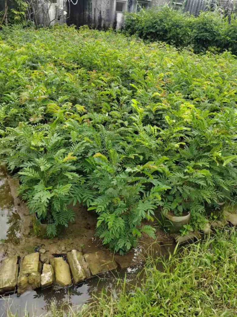 红绒球各种规格低价出售