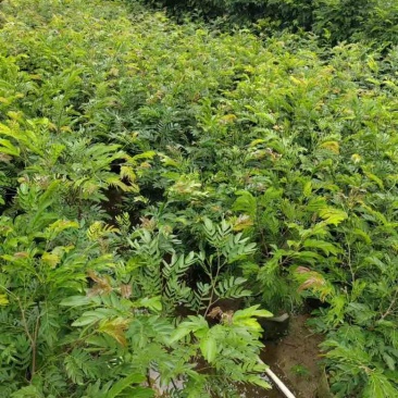 红绒球各种规格低价出售