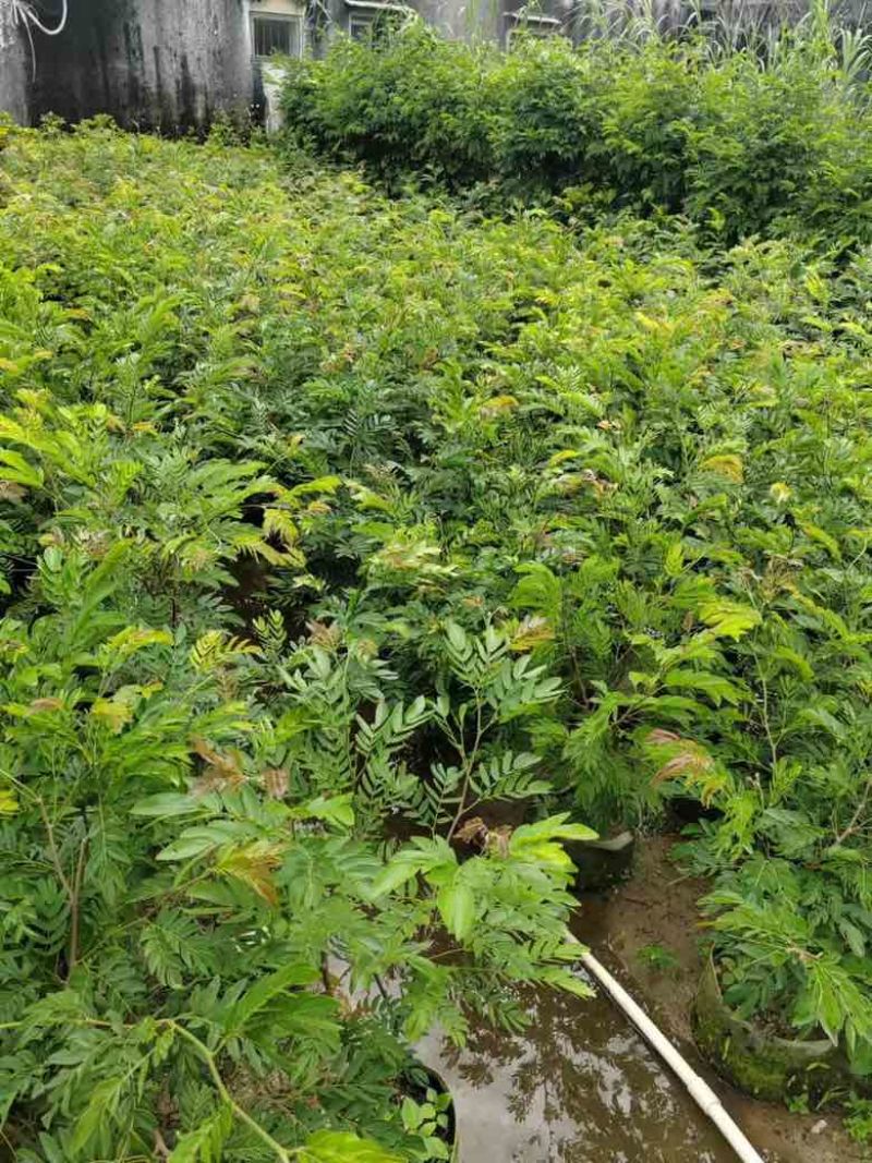 红绒球各种规格低价出售