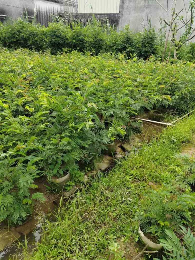 红绒球各种规格低价出售