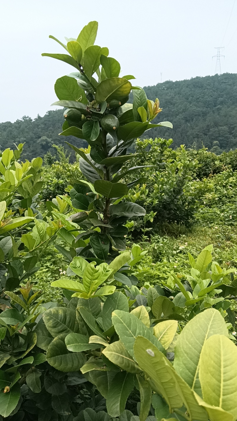 香水柠檬