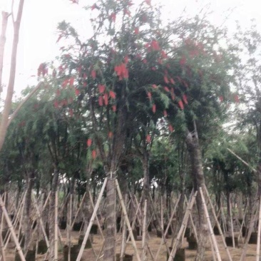 截杆红千层3～12公分基地直发大小规格齐全品质保证