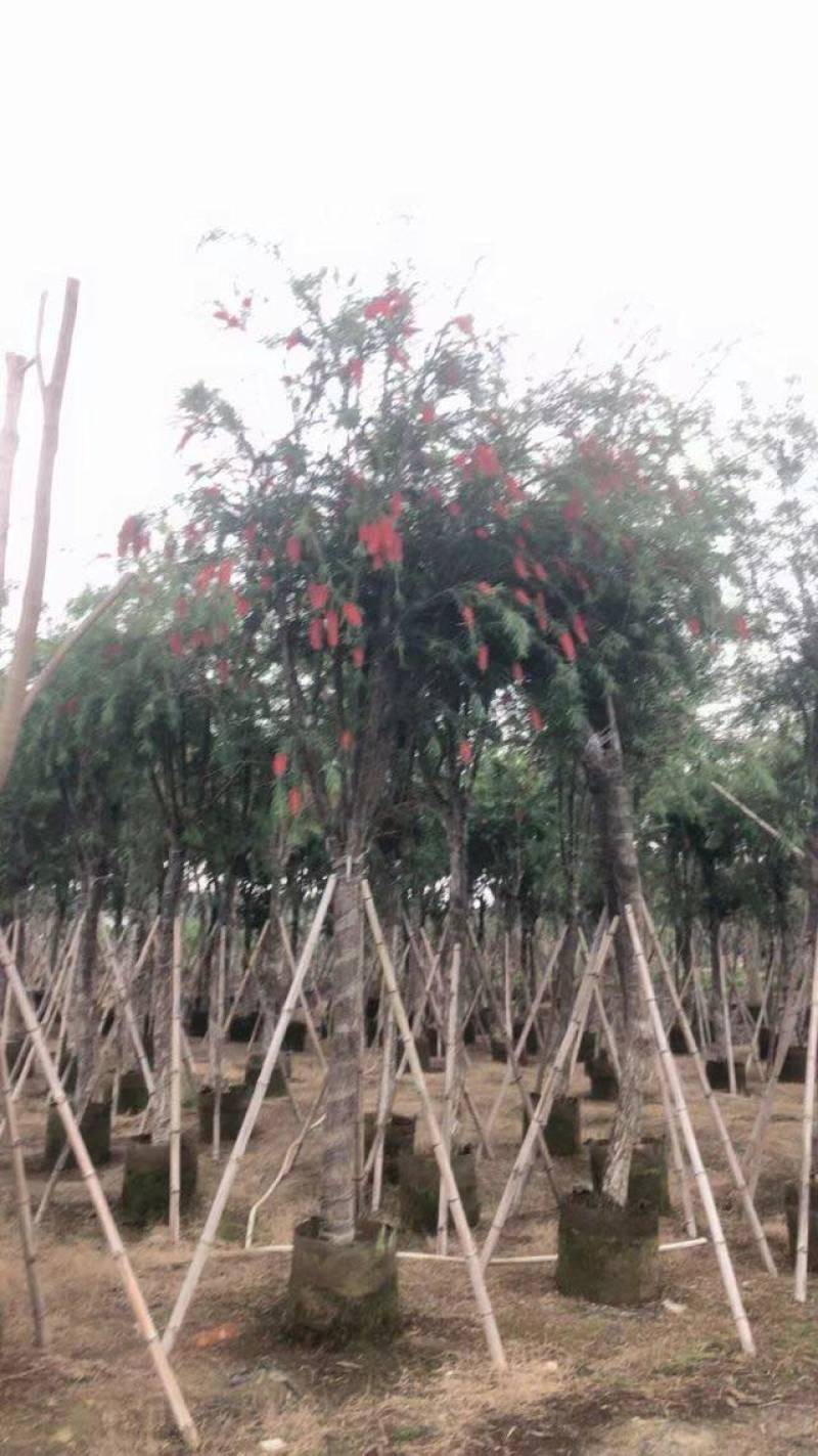 截杆红千层3～12公分基地直发大小规格齐全品质保证