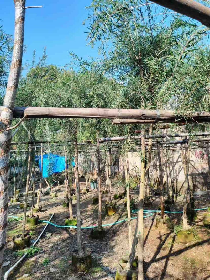 截杆红千层3～12公分基地直发大小规格齐全品质保证