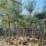 截杆红千层3～12公分基地直发大小规格齐全品质保证