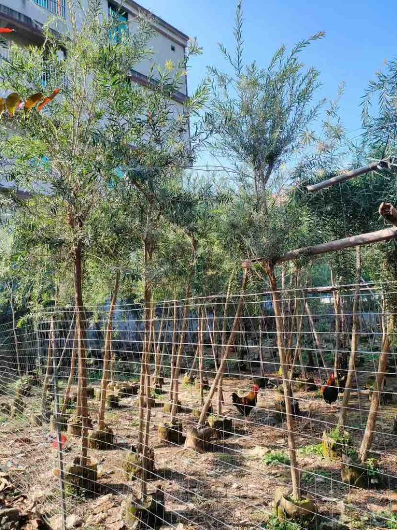 截杆红千层3～12公分基地直发大小规格齐全品质保证