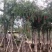 截杆红千层3～12公分基地直发大小规格齐全品质保证