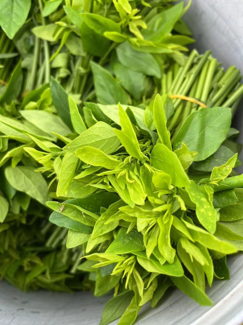 树仔菜（又称益肝菜、天绿香）酒店特色食材，产地直发