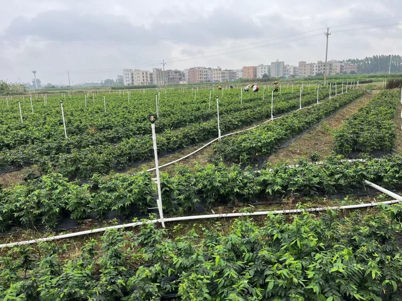 树仔菜（又称益肝菜、天绿香）酒店特色食材，产地直发