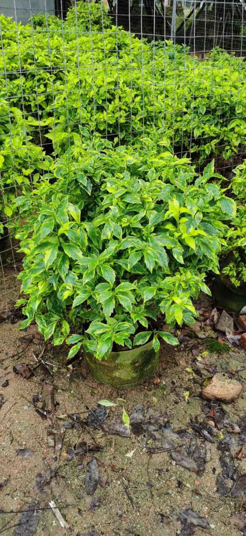 花叶假连翘球50～1米基地直发大小规格齐全品质保证