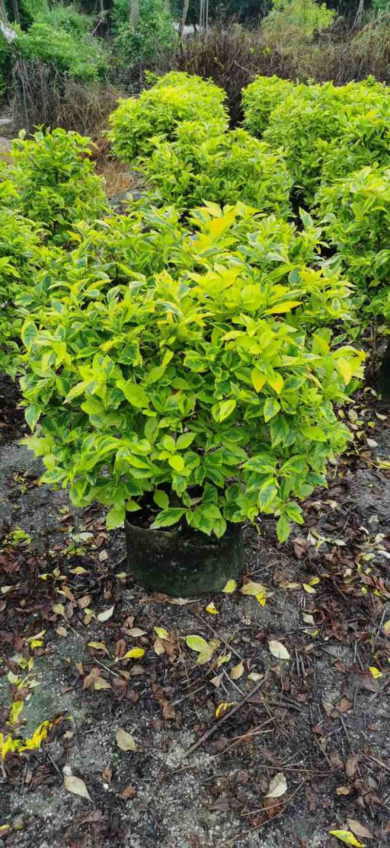 花叶假连翘球50～1米基地直发大小规格齐全品质保证