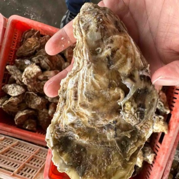 乳山生蚝三倍体，蚝之韵水产出品，乳山西黄岛牡蛎养殖场