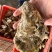 乳山生蚝三倍体，蚝之韵水产出品，乳山西黄岛牡蛎养殖场