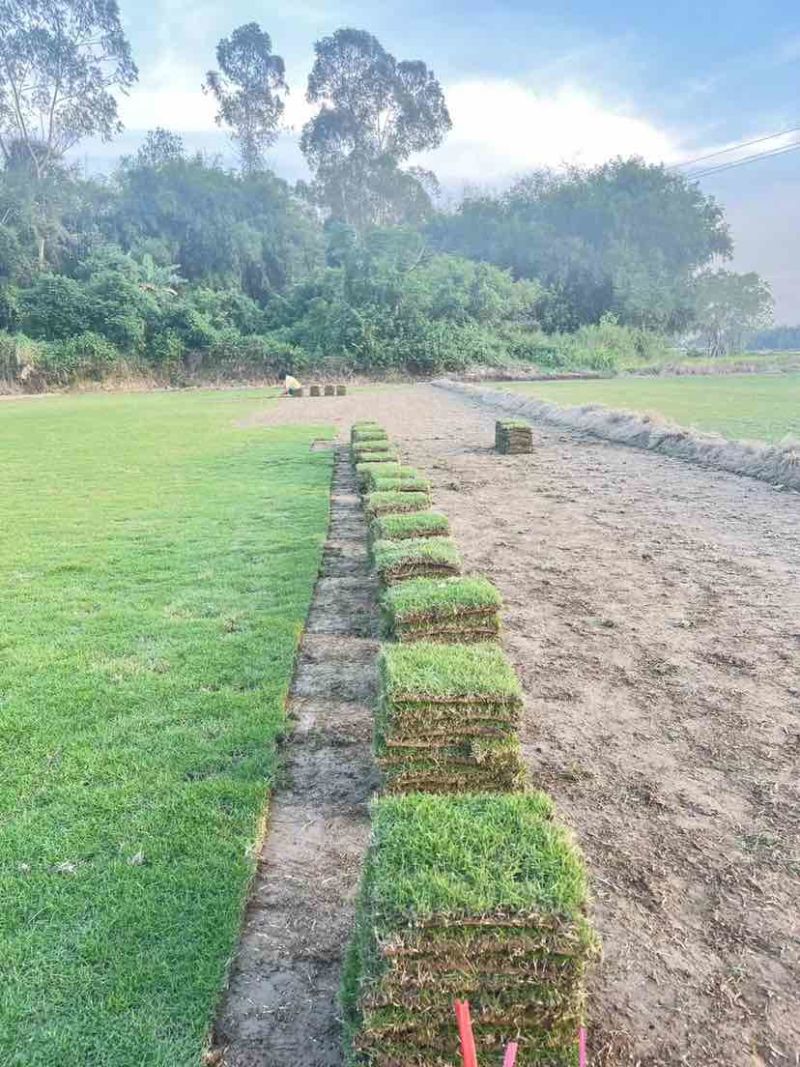 海南大叶油草批发台湾草马尼拉草夏威夷草各种苗木