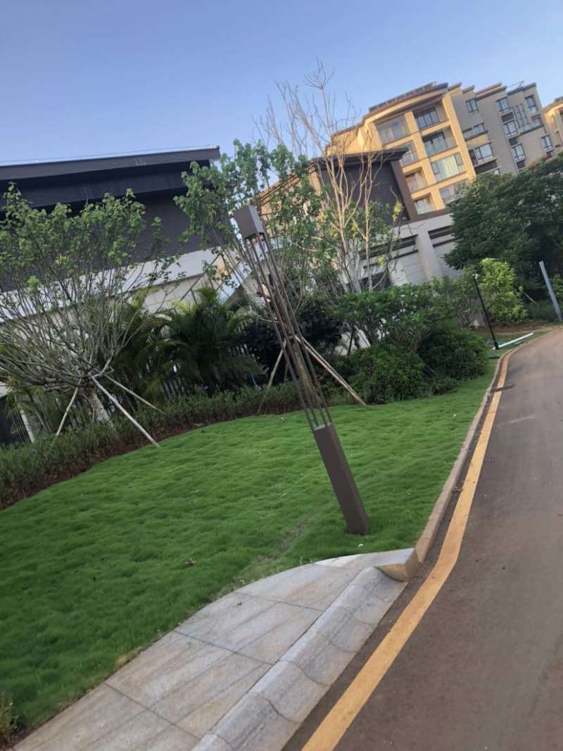 海南大叶油草批发台湾草马尼拉草夏威夷草各种苗木