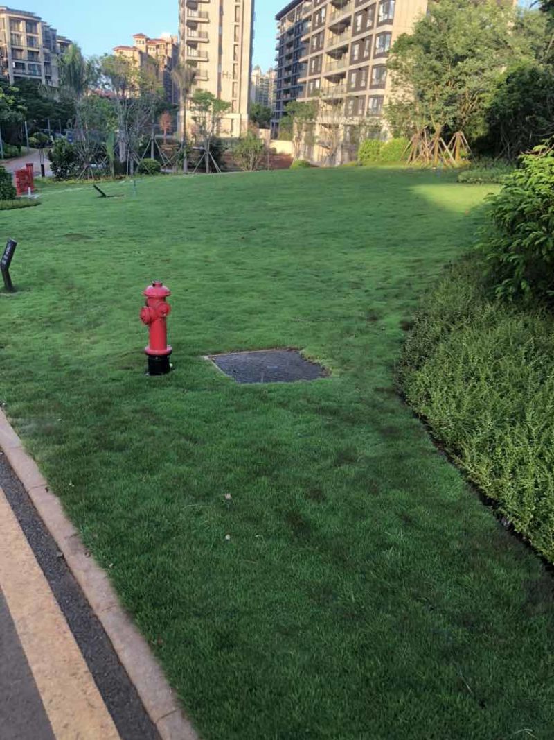 海南大叶油草批发台湾草马尼拉草夏威夷草各种苗木