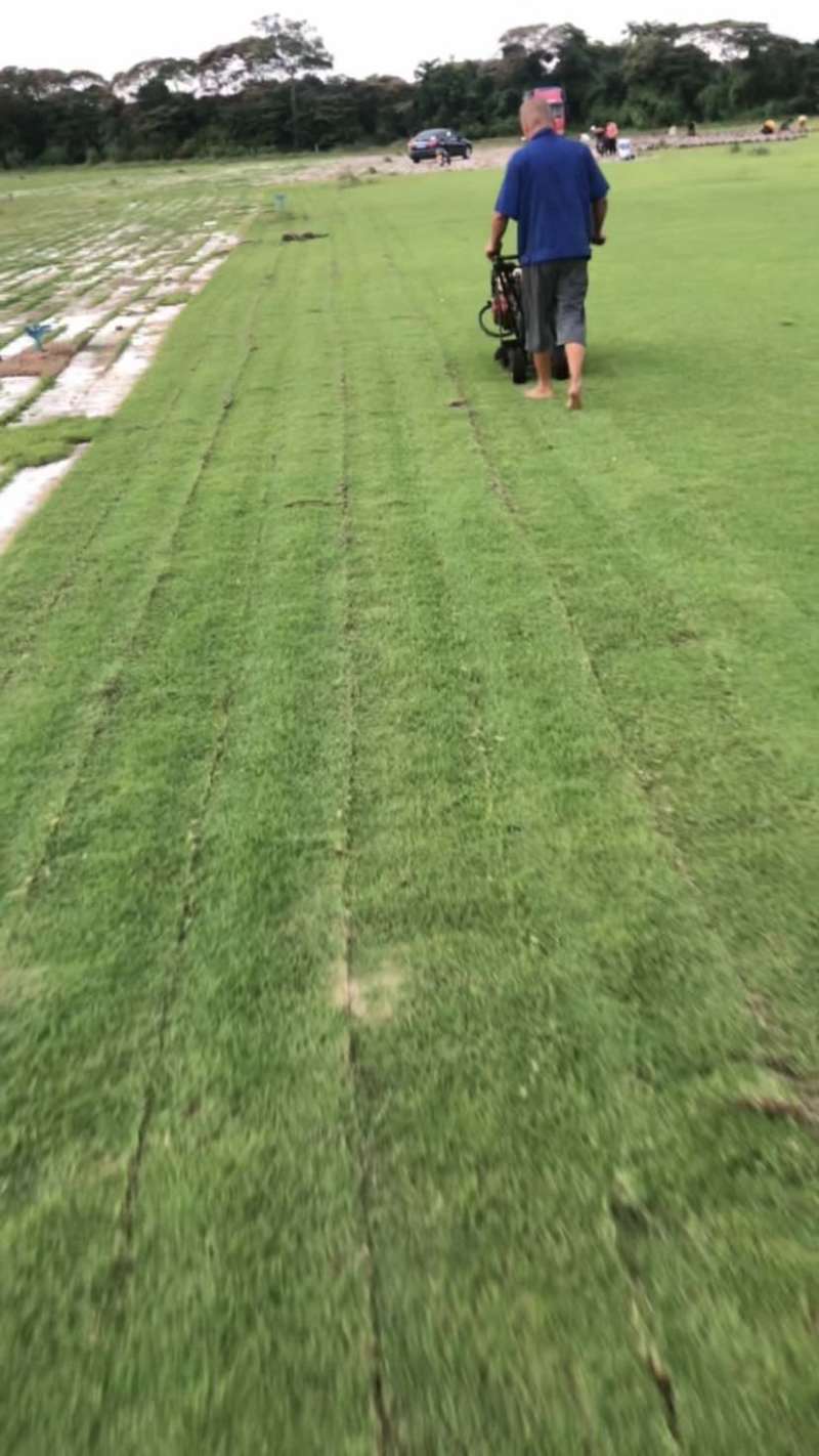 海南大叶油草批发台湾草马尼拉草夏威夷草各种苗木