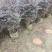 红继木20-200各种规格低价出售