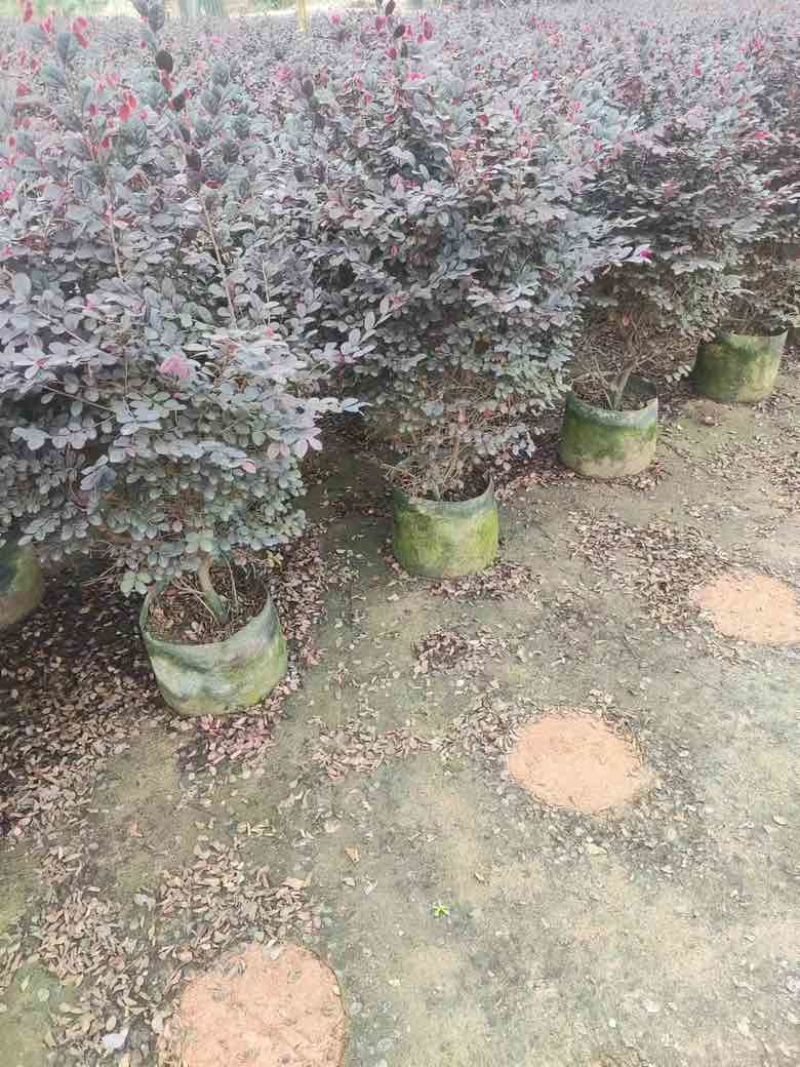 红继木20-200各种规格低价出售