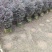红继木20-200各种规格低价出售