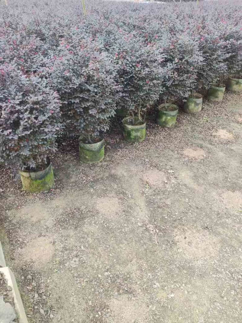 红继木20-200各种规格低价出售