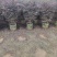 红继木20-200各种规格低价出售