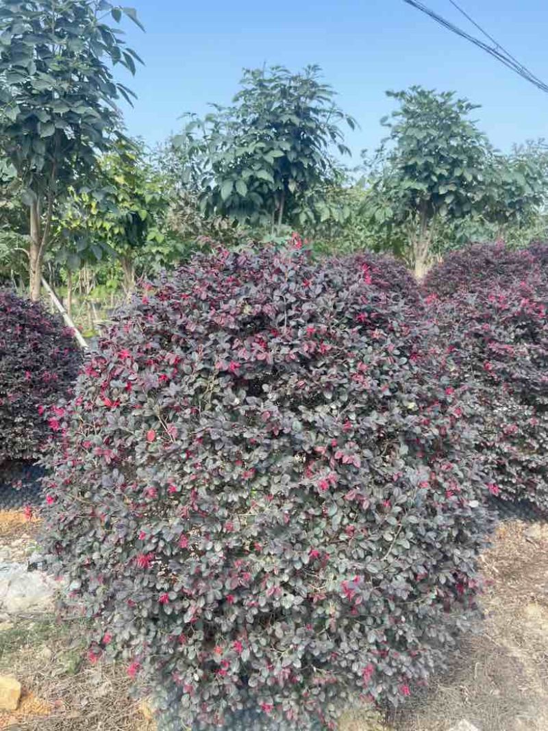 红继木20-200各种规格低价出售