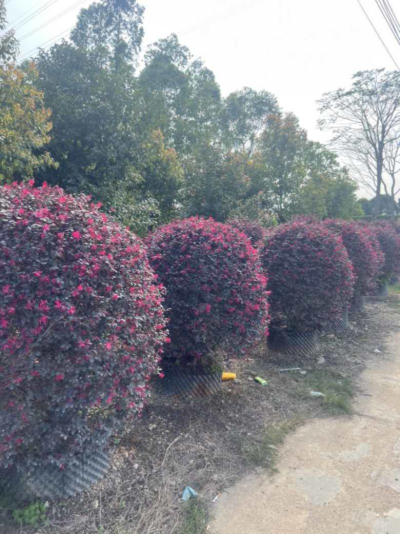 红继木20-200各种规格低价出售