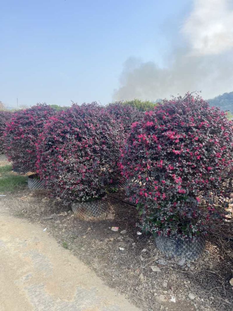 红继木20-200各种规格低价出售