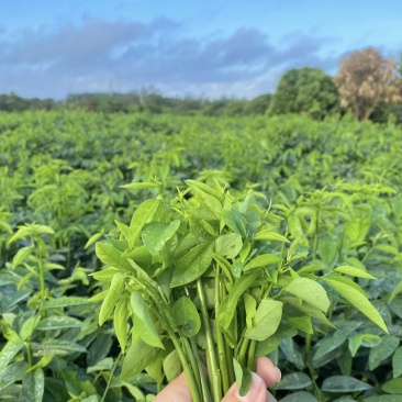 新鲜树仔菜农家食产地直销现摘