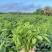 新鲜树仔菜农家食产地直销现摘