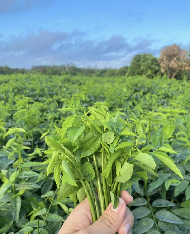 新鲜树仔菜农家食产地直销现摘