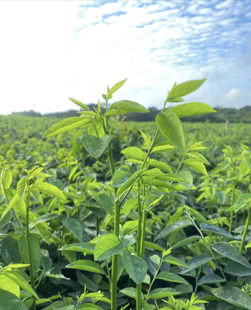 新鲜树仔菜农家食产地直销现摘