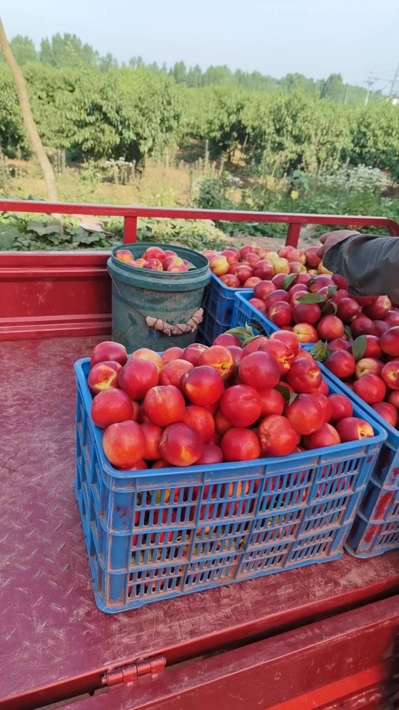 油桃山东油桃毛桃产地直发量大对接各大平台市场