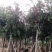 截杆串钱柳3～10公分基地直发大小规格齐全欢迎老板来电