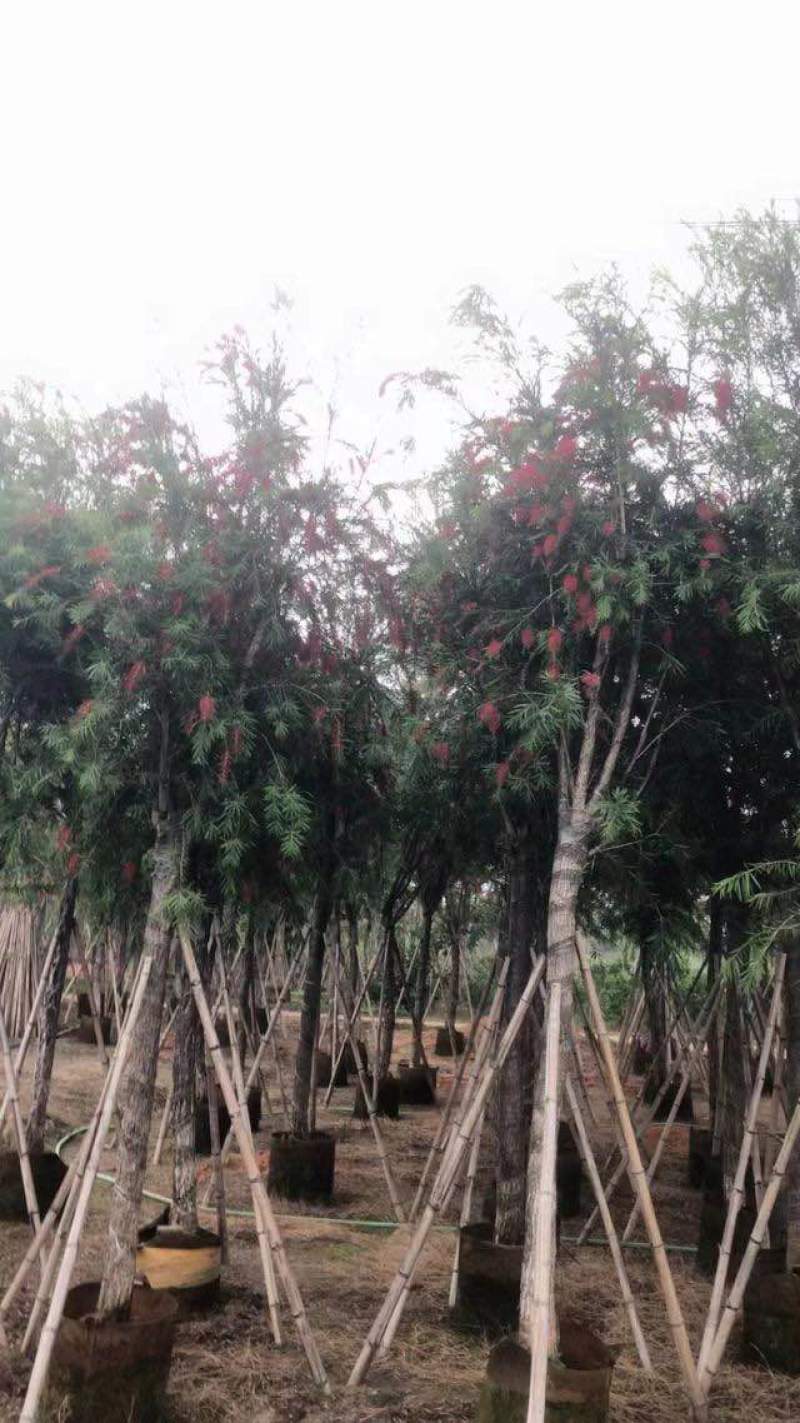 截杆串钱柳3～10公分基地直发大小规格齐全欢迎老板来电