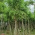 腊肠树10～12公分基地直发大小规格齐全品质保证