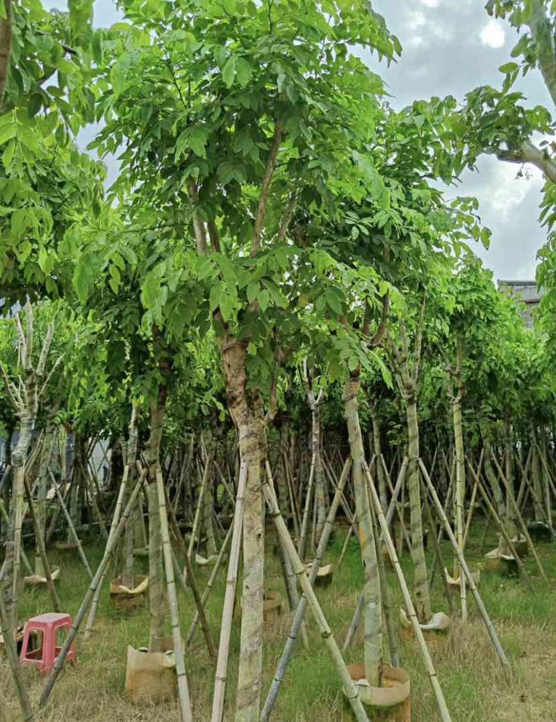 腊肠树10～12公分基地直发大小规格齐全品质保证