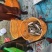 河豚~暗纹