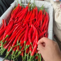 3号红线椒大量有货供应市场保质保量一手货源
