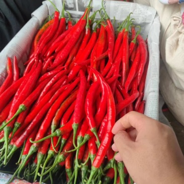 3号红线椒大量有货供应市场保质保量一手货源