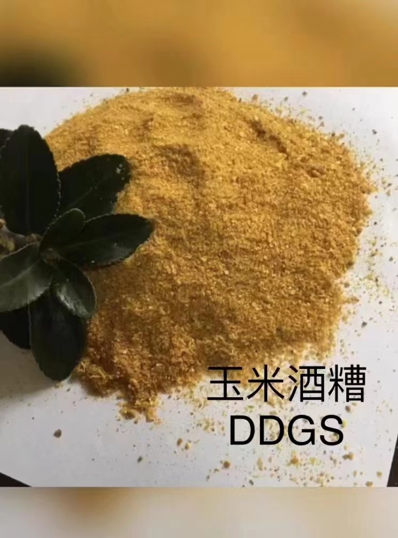 玉米酒糟ddgs